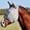 Multi-color, variant on Foal Cashel Crusader Standard Mule Donkey Fly Mask W/ Ears Grey