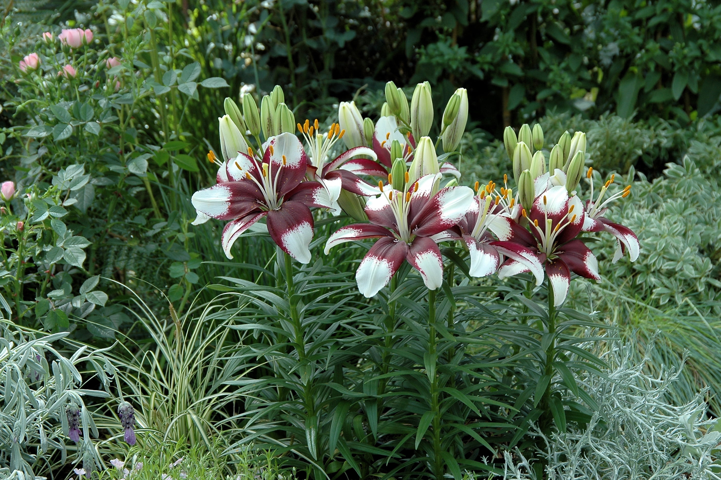 Better Homes and Gardens Outdoor Live Plant Asiatic Lily Bi-Color Orange, Pink, Purple, Red, Yellow 2.5QT, Sun