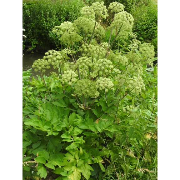 50 Angelica Seeds - Angelica archangelica - Non-GMO Heirloom Seeds