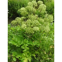 50 Angelica Seeds - Angelica archangelica - Non-GMO Heirloom Seeds
