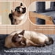 thumbnail image 3 of Árbol para Gatos Torre para Gatos Grande Gimnasio para Gatos 2 Puertas Rampa Juguete Colgante Ahorro de Espacio para Gatos Activos Ideal para Hogares Pequeños y Grandes (Gris Oscuro), 3 of 6