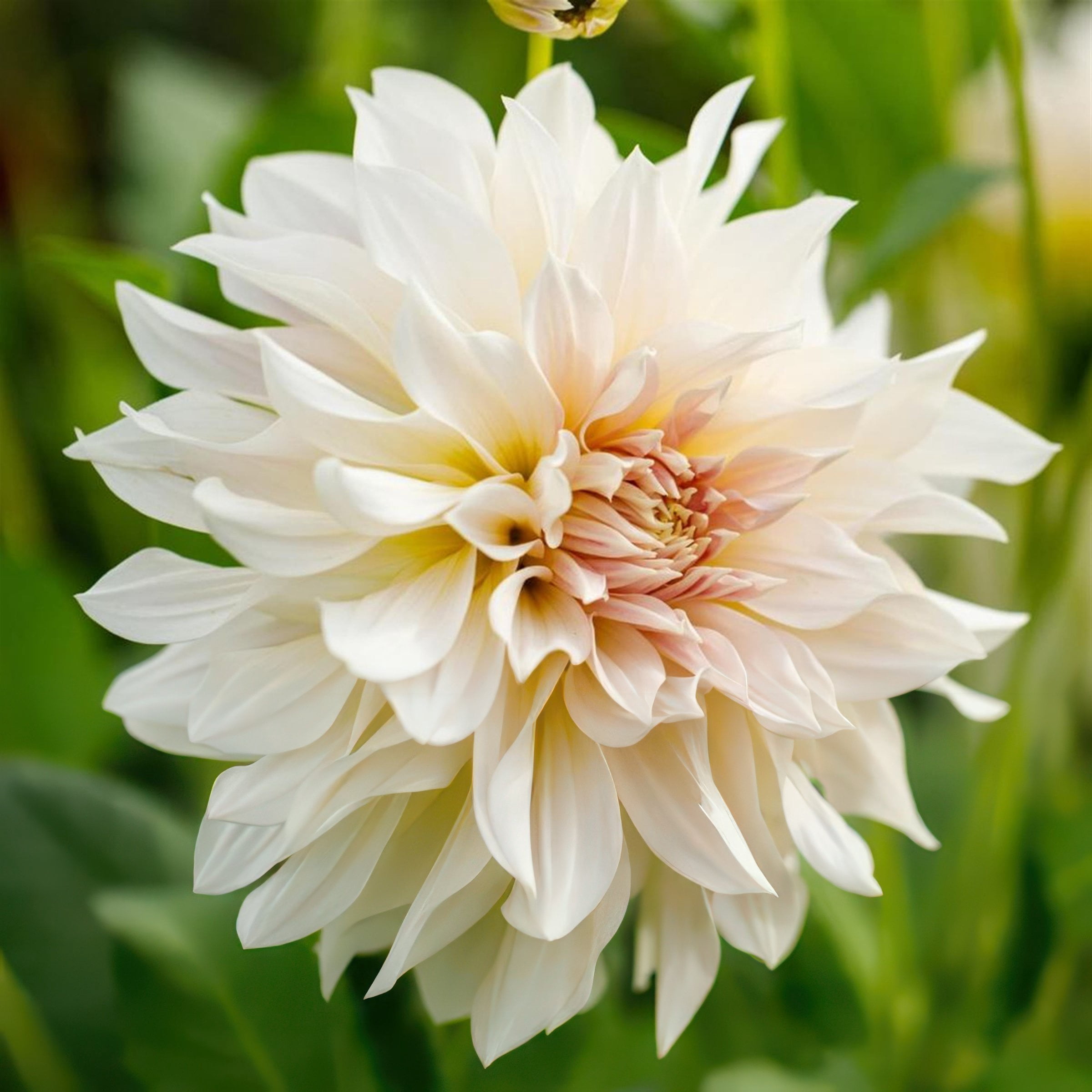 National Plant Network Dahlia Cafe Au Lait Bulbs (3-Pack)