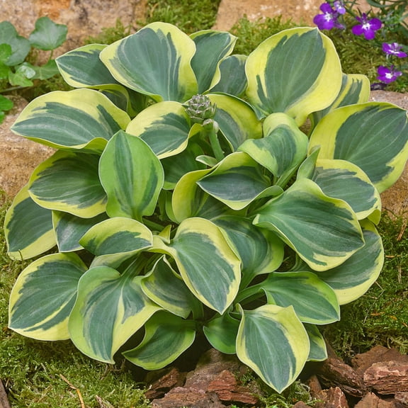 Direct Gardening Wheee! Hosta Dormant Bare Root Shade Perennial Starter Plant