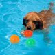 thumbnail image 1 of Wekvgz - 12 pelotas con pinchos para perros de 4,33 pulgadas, juguete seguro para perros con chirrido, pelota elástica para morder para perros, juguete para masticar para cachorros de TPR, pelota, 1 of 8