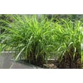 thumbnail image 6 of Cymbopogon Nardus Citronella Grass  10 Live Plants  Perfect for Outdoor Gardens and Patio Decor, Easy-to-Grow Aromatic Plant, 6 of 9