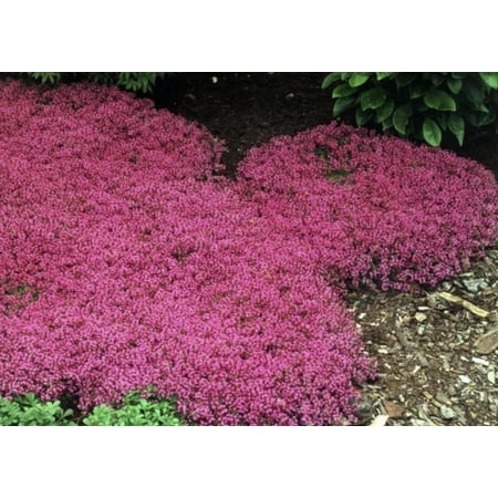 Live Perennial Red Creeping Thyme Plants Deer Resistant Drought Tolerant Flowering Groundcover -9 pots