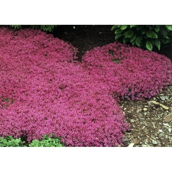 Live Perennial Red Creeping Thyme Plants Deer Resistant Drought Tolerant Flowering Groundcover -9 pots
