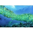 thumbnail image 4 of Tim Fitzharris 24x17 Black Modern Wood Framed Wall Art Titled - Yellow snapper school-Miniloc Island-Palawan-Philippines, 4 of 6