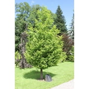 Dawn Redwood | Medium Tree Seedling | The Jonsteen Company