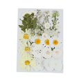 thumbnail image 1 of Flores secas prensadas Flores secas Hojas prensadas coloridas Flor real para bricolaje de resina, fabricación de papel, fabricación de velas, fabricación de tarjetas Estilo G, 1 of 8