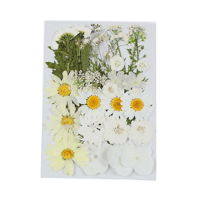 Flores secas prensadas Flores secas Hojas prensadas coloridas Flor real para bricolaje de resina, fabricación de papel, fabricación de velas, fabricación de tarjetas Estilo G