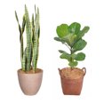 thumbnail image 3 of Jardinería para el hogar Flores en macetas Cultivo de vegetales Siembra Suelo en maceta mediano Decoración de superficies a prueba de hierba y polvo Coco rallado Nido de pájaro Nido de pájaro Material, 3 of 5
