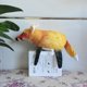 thumbnail image 4 of Chicken parrot pigeon mouse fox turtle bee Dutch pig pigeon simulation animal plush toys stuffed dolls children's gifts, 4 of 5