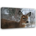 thumbnail image 1 of Erin Berzel 44x31 Gallery Wrapped Canvas Wall Art Titled - Winter Doe II, 1 of 4