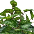 thumbnail image 3 of Mainstays 12.5"Height, Artificial Plant in Pot, Caladium, Green Color., 3 of 5