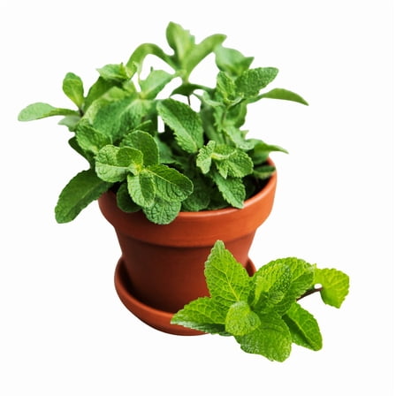 Mint Plants Live in 4.5 Inches Pot, 4 - 6 Inches Tall, Fragrant Herb, Mint Plants for Outdoor Indoor Gardening