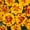 Bolero (gold w/red tips), variant on French Marigold Flower Garden Seeds - Durango Series - Bolero - 1000 Seeds - Annual Flower Gardening Seeds - Tagetes patula