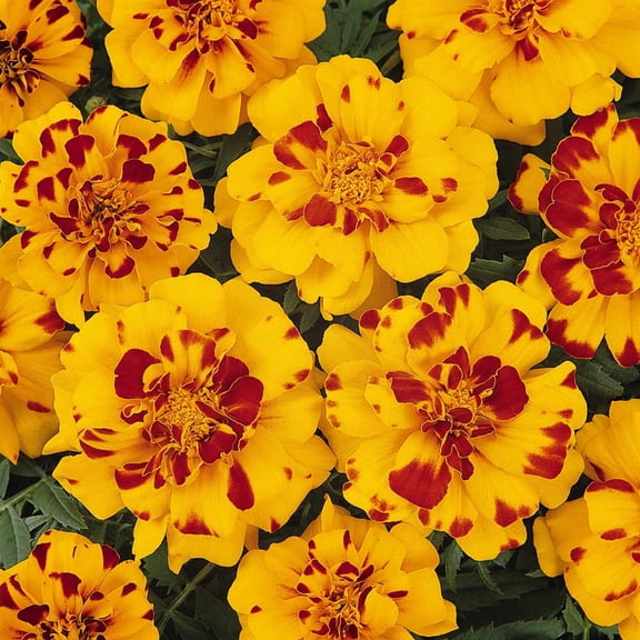 French Marigold Flower Garden Seeds - Durango Series - Bolero - 1000 Seeds - Annual Flower Gardening Seeds - Tagetes patula