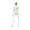B, variant on Nrmvnmi 35.4 Inch Halloween Skeleton - Life Size Full Body Realistic Human Bones with Posable Joints for Halloween Pose Skeleton Prop Decoration