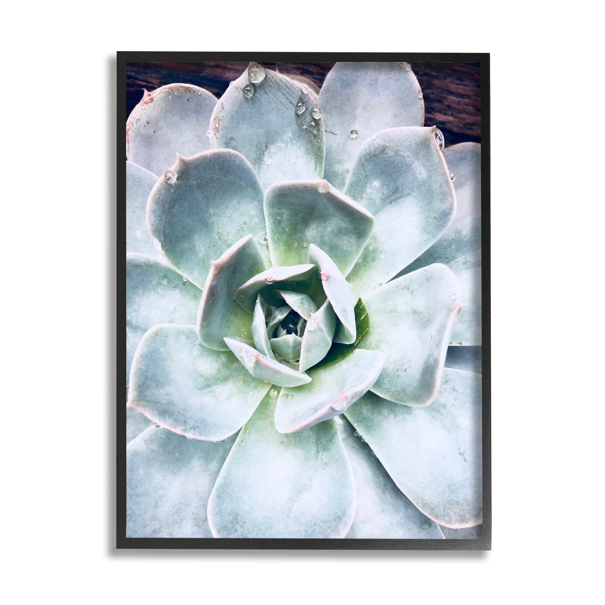 Stupell Industries Succulent Leaves Water Droplets Botanical & Floral Photography Gray Framed Art Print Wall Art