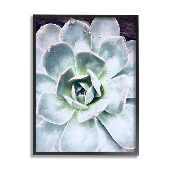 Stupell Industries Succulent Leaves Water Droplets Botanical & Floral Photography Black Framed Art Print Wall Art