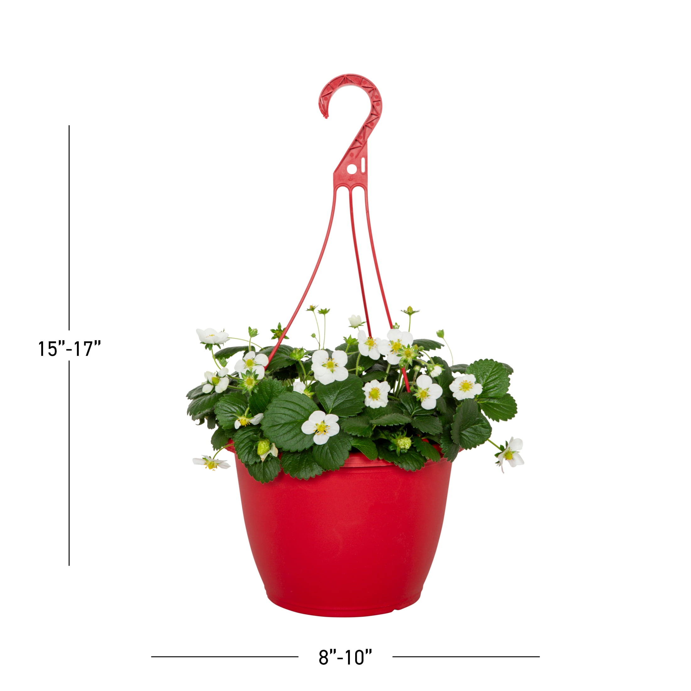 Expert Gardener 1.5gal Strawberry Live Edible Plant Hanging Basket