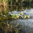 thumbnail image 4 of Hollow Body Frog Topwater Fishing Lure, Weedless Soft Bait with Swimming Legs and Double Hooks for Bass Pike, White Red, 2.56 Inch, 4 of 4