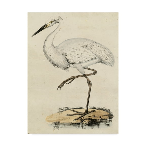 Trademark Fine Art 'Antique Heron III' Canvas Art by Unknown