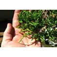 thumbnail image 6 of San Jose Juniper - 10 Live Plants - Juniperus Chinensis - Drought Tolerant Cold Hardy Evergreen Ground Cover, 6 of 7