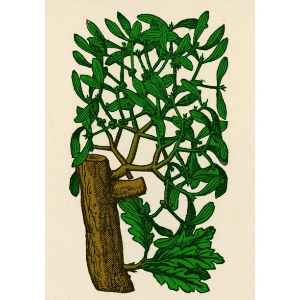Mistletoe Alchemy Plant Rolled Canvas Art Science Source