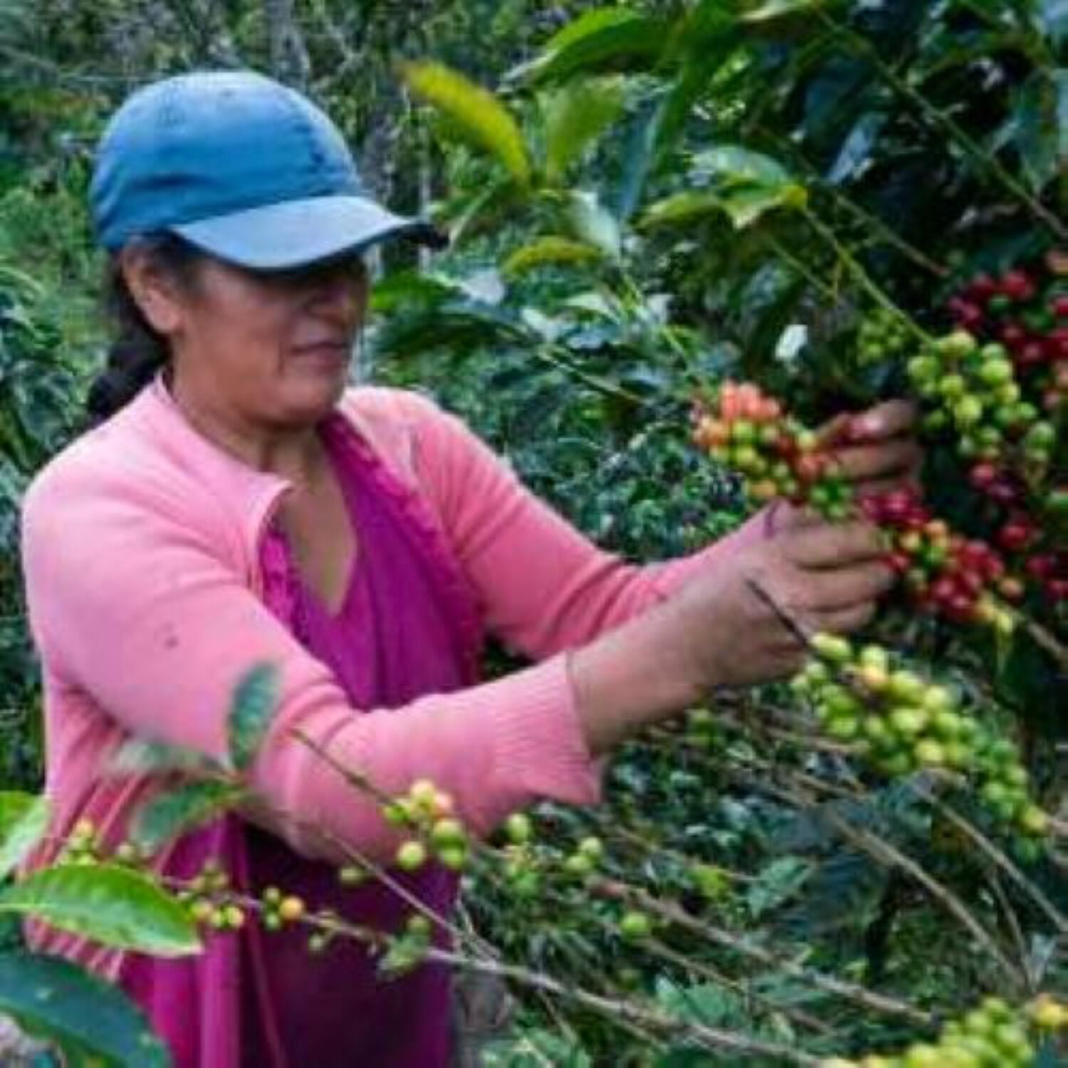 Swiss Water Decaf Coffee | Single Origin | Organic | Fresh Roasted | 12oz Ground 1-Pack