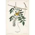 thumbnail image 3 of Audubon, John James 13x18 Black Modern Framed Museum Art Print Titled - Pl. 95 Blue-eyed Yellow Warbler, 3 of 5