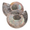 thumbnail image 1 of 2 colgantes de fósil de amonita natural con piedra lunar para educación en ciencias biológicas y decoración Feng Shui para niños y adultos, 1 of 7