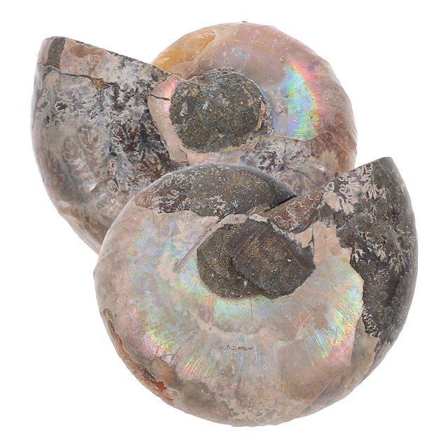 2 colgantes de fósil de amonita natural con piedra lunar para educación en ciencias biológicas y decoración Feng Shui para niños y adultos