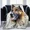 3, variant on German Shepherd Blanket Fleece Plush Throw Blankets Portable Bedspread Shawl Bed Sofa Animal Dog Blanket Flannel Warm Soft Cozy