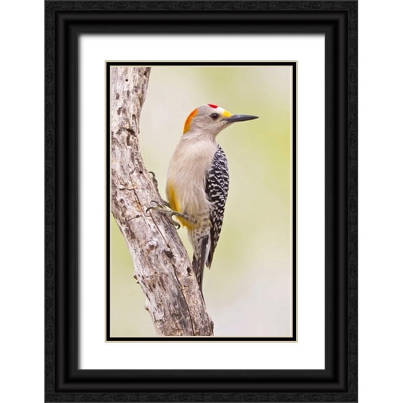 Lord, Fred 23x32 Black Ornate Wood Framed with Double Matting Museum Art Print Titled - TX, Mission Golden-fronted woodpecker on branch