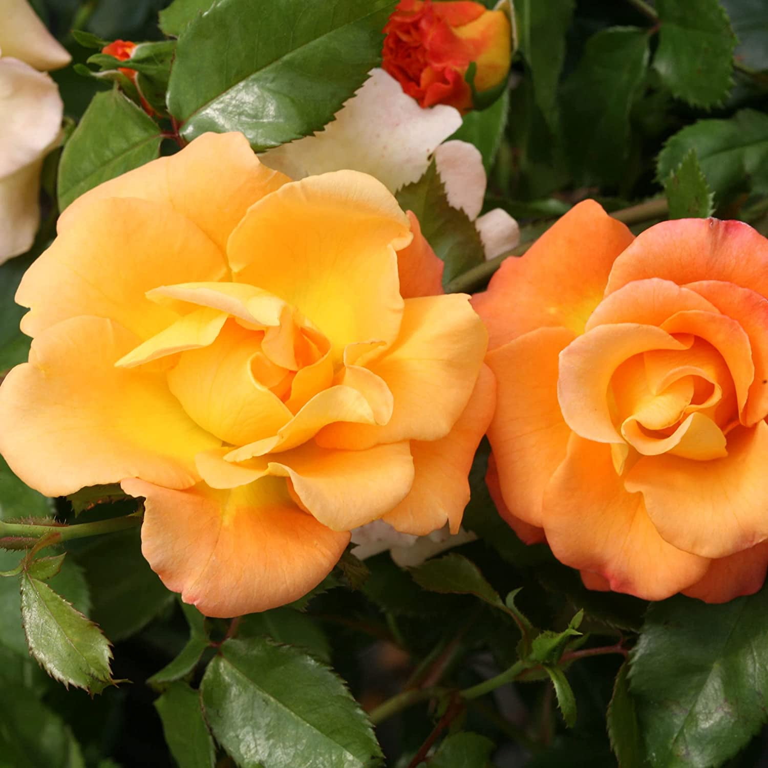 Proven Winners ColorChoice Sunorita Rose Live Shrub (2 Gallon)