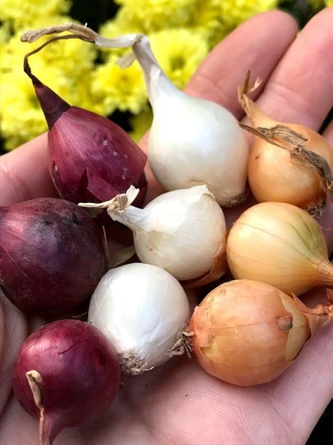 Mixed Red, White and Yellow Onion Sets 1 Pound, Non-GMO Bulbs for Planting - Onion Assortment