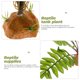 thumbnail image 3 of unbranded Planta Decorativa Para De Reptiles Multicolor Con Base Estable Y Natural, 3 of 6