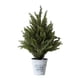 thumbnail image 1 of Pequeño de artificial de ciprés, planta artificial en maceta para mesita de noche, ideal para armario o repisa de chimenea., 1 of 7