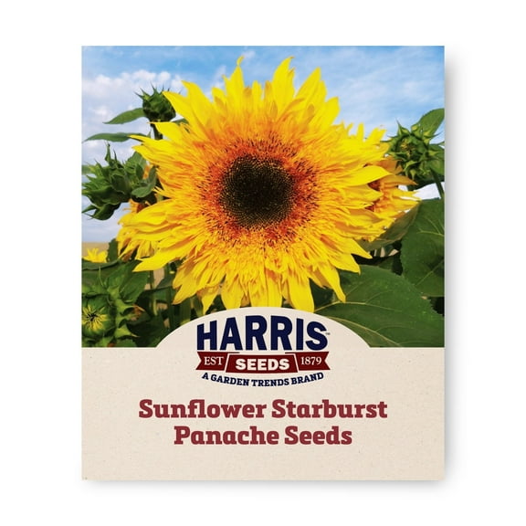 Harris Seeds - Sunflower Starburst Panache F1 Seeds - Semi-Double Flowers - 250 Seeds