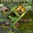 thumbnail image 6 of ZeeDix 50QT Sphagnum Moss for Reptile (Leopards, Geckos, Snakes, Turtles, Frogs), Reptile Moss Bedding for Terrarium Plants, Long Fiber Reptile Moss (2.2LBS Green Natural Sphagnum Moss), 6 of 8
