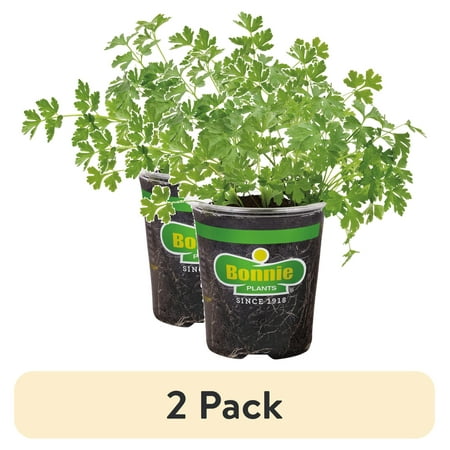 (2 pack) Bonnie Plants Flat Italian Parsley 19.3 oz.