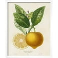 thumbnail image 2 of French Lemon Botanical III, Botanical Framed Art Print Wall Art by A^ Risso, 2 of 4