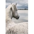 thumbnail image 1 of Great BIG Canvas | "The White Horses of the Camargue in the water in the South of France" Art Print - 16x24, 1 of 4