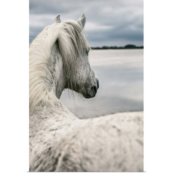 Great BIG Canvas | "The White Horses of the Camargue in the water in the South of France" Art Print - 16x24