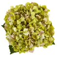 thumbnail image 2 of Nearly Natural 1448-GR Hydrangea in New Baby Ceramic, Green, 2 of 2