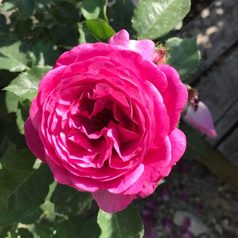 30 Seeds Sweet Madame Blue Rose Seeds Perennial Mix for Late Winter to Early Spring Planting