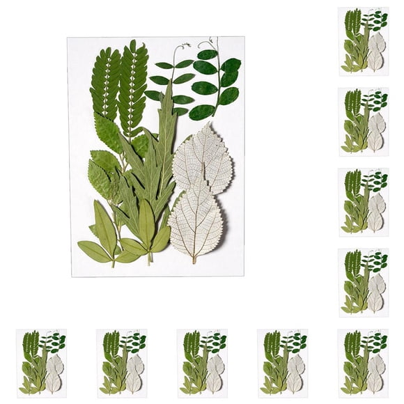 Naiovety Hoja seca natural Arte de bricolaje en relieve Hojas prensadas Adorno colgante seco Decorativo para tarjetas de boda de resina hoja verde 6 10piezas