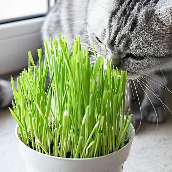 GSDWIUEW 500 Seeds, Wheat Grass Seeds, Cat Grass Seeds for Indoor Outdoor Planting Fast and Easy Growing Wheatgrass for Cats-200 Grams